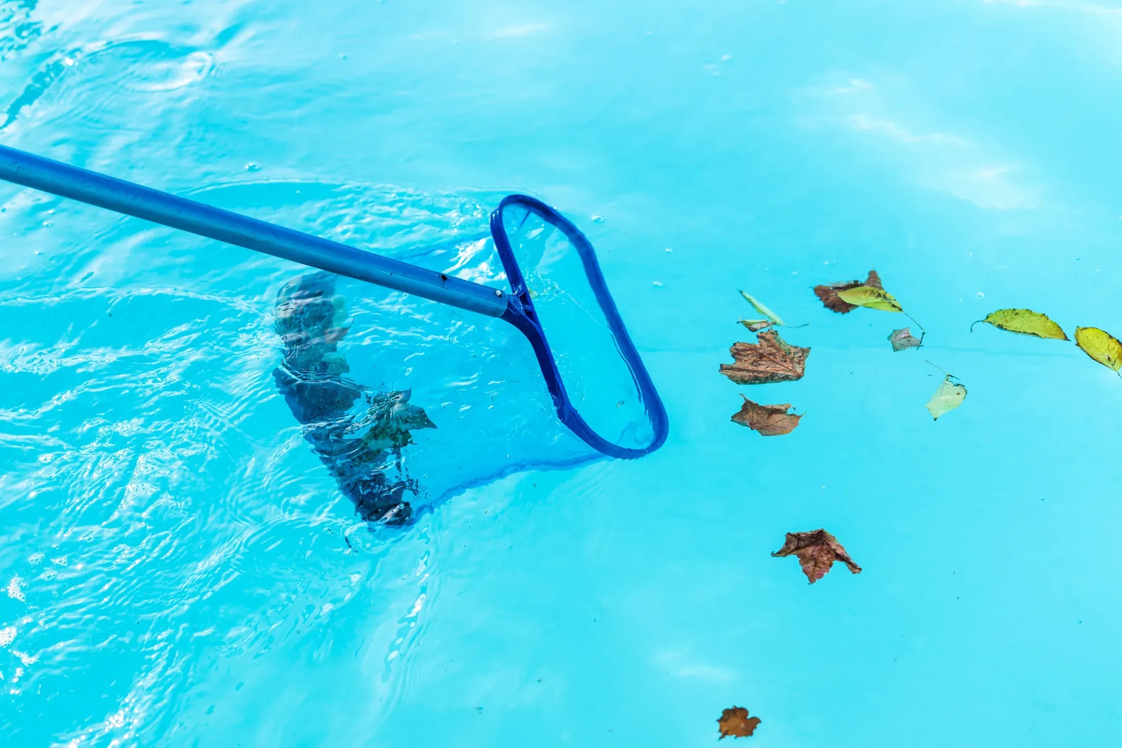 A pool skimmer net full of fallen leaves resting on the edge of a residential pool